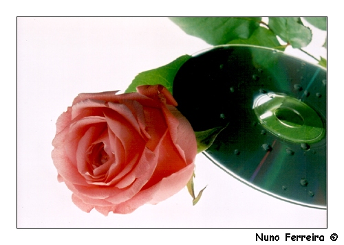 фото "Rose Connection #2" метки: природа, разное, цветы