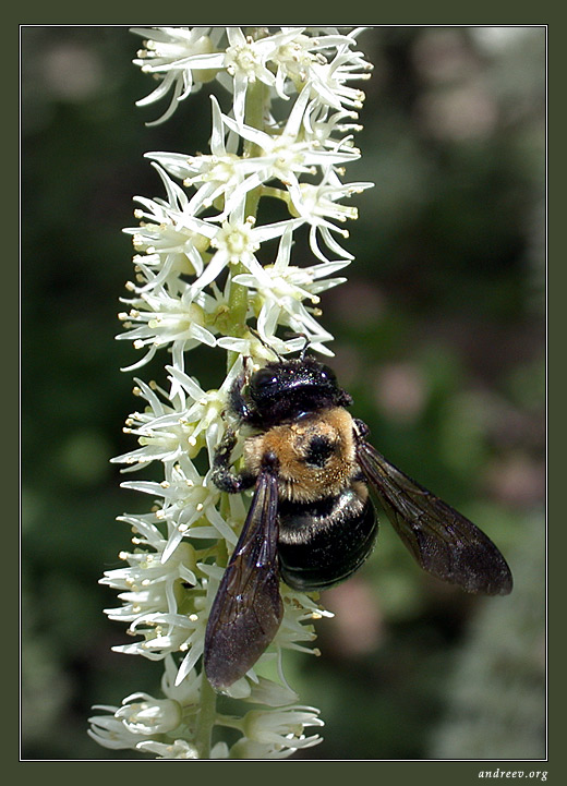 фото "Рабочая пчела" метки: макро и крупный план, природа, насекомое