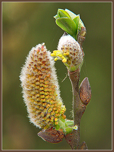 photo "Catkins" tags: nature, macro and close-up, flowers