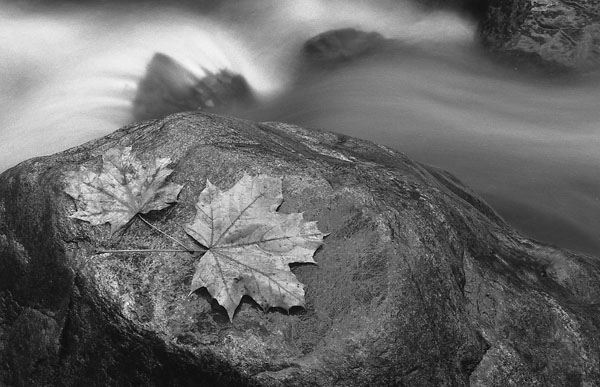 photo "leaves on the rocks at bearbrook" tags: landscape, water