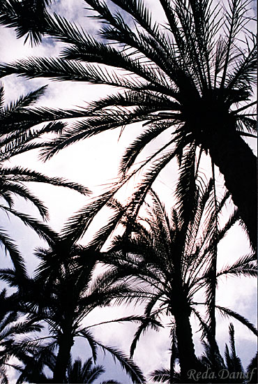 photo "Palm Trees # 5" tags: travel, nature, Africa, flowers
