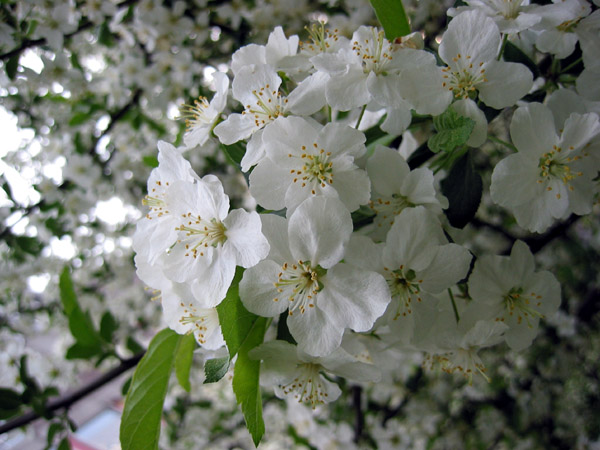 photo "Apple Tree" tags: nature, macro and close-up, flowers
