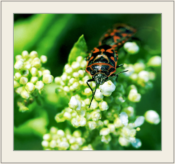 фото "Пёстрая фотография" метки: природа, макро и крупный план, насекомое