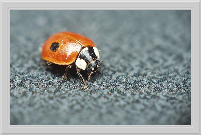 фото "LadyB.-5-VERTIGO" метки: макро и крупный план, природа, насекомое