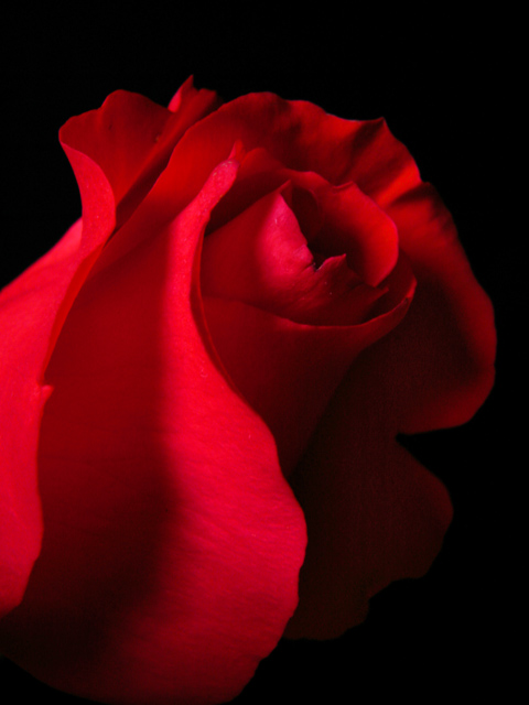 фото "Red Rose" метки: макро и крупный план, природа, цветы