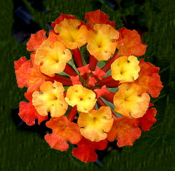 фото "Floral Kaleidoscope...." метки: природа, цветы