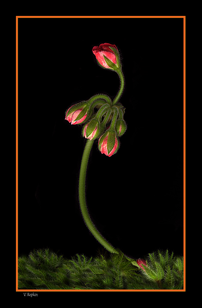 photo "Untitled photo" tags: nature, flowers