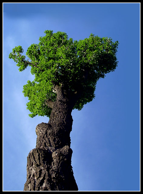 photo "The tree" tags: nature, flowers