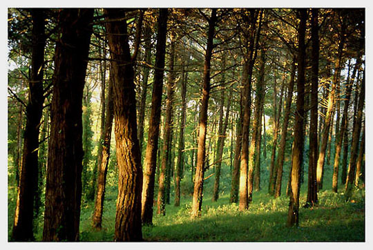 photo "Labyrinth" tags: landscape, still life, forest