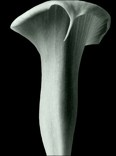 photo "calla 2" tags: still life, nature, flowers
