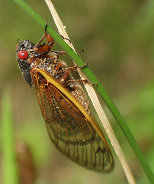 photo "Singer of Summer #3-The Songs Begin" tags: macro and close-up, nature, insect