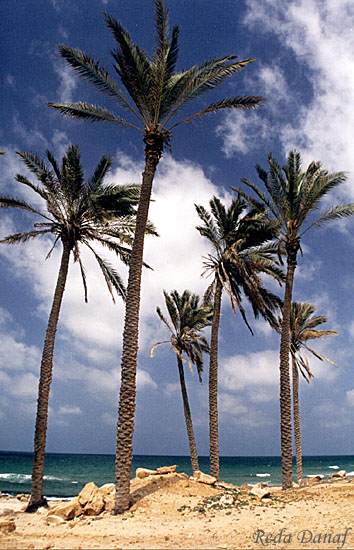 photo "Palm Trees # 6" tags: travel, nature, Africa, flowers