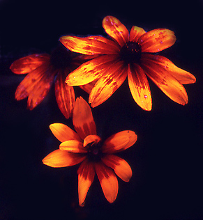 фото "lamp post flowers" метки: природа, цветы