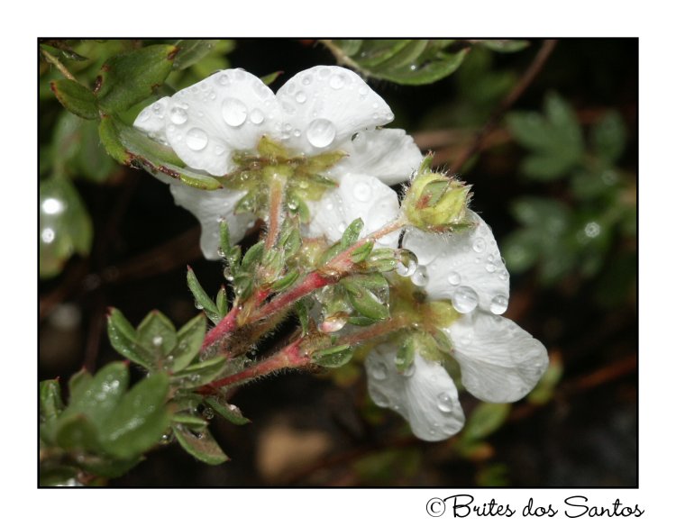 photo "My garden II" tags: nature, flowers