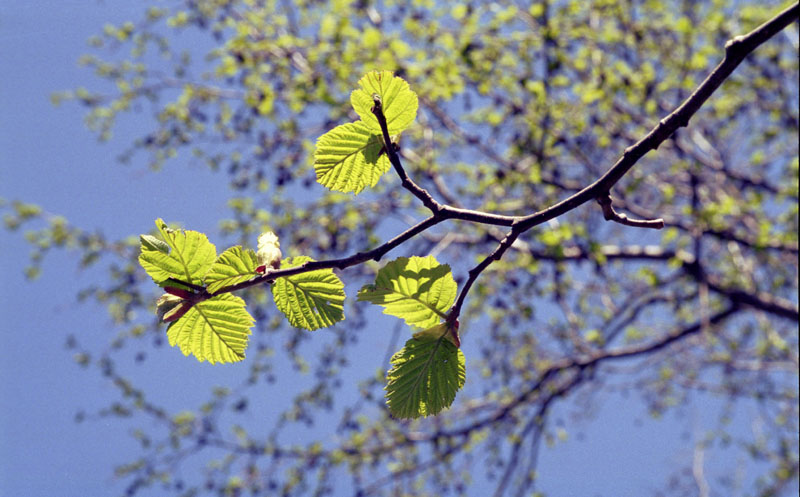 фото "Весенние листочки" метки: природа, цветы