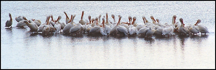 photo "A Gathering of Pelicans" tags: misc., nature, wild animals