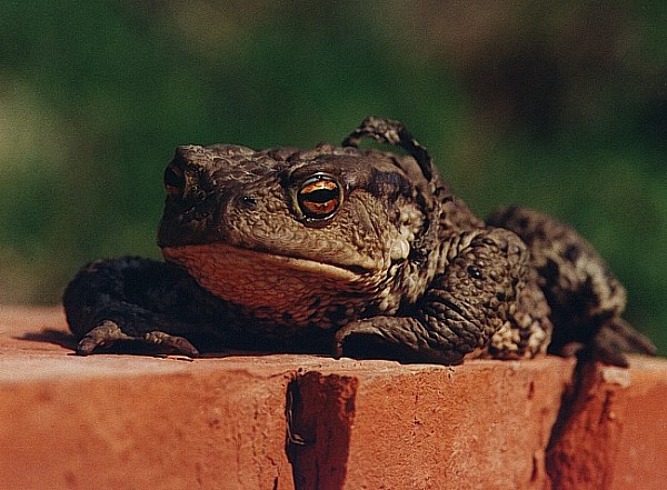 photo "Brick sight" tags: nature, macro and close-up, wild animals