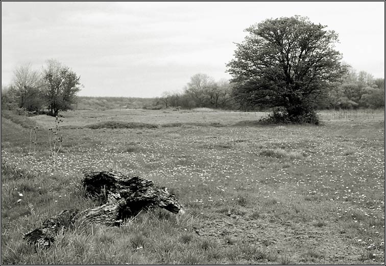 photo "Snag and Tree" tags: landscape, forest, spring