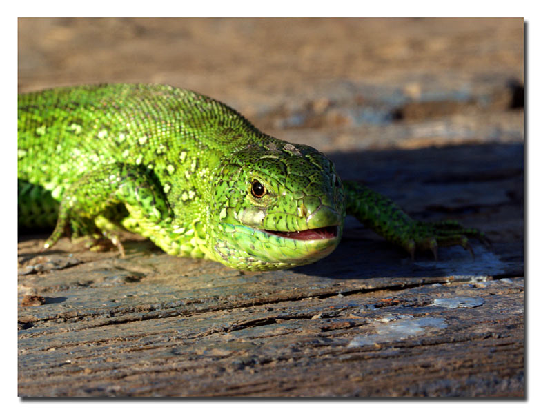 photo "We`ll come back..." tags: nature, macro and close-up, wild animals