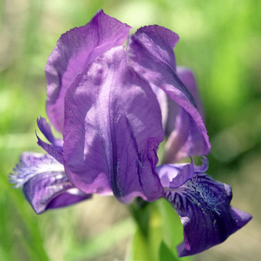 photo "Simply the Iris" tags: nature, macro and close-up, flowers