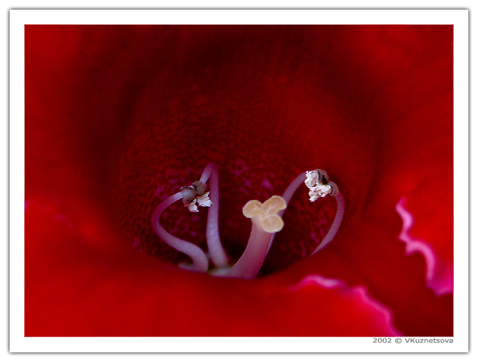 photo "Something about pistils and stamens - lesson 6" tags: macro and close-up, nature, flowers