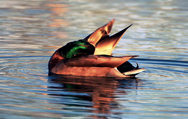 photo "Ballet on the water" tags: nature, wild animals