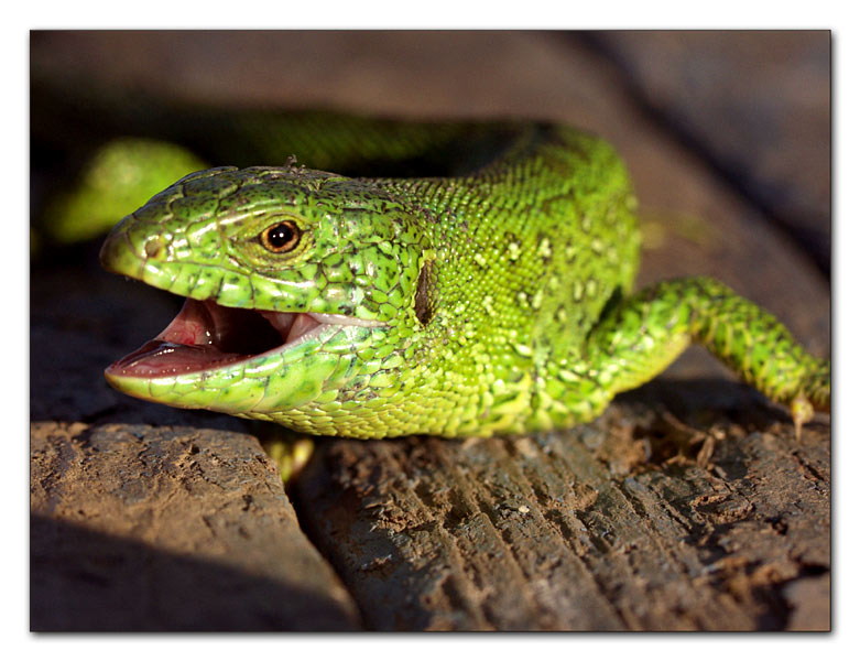 photo "Rushing to the attack" tags: nature, macro and close-up, wild animals