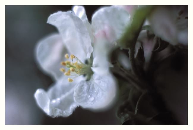 photo "Tears of spring" tags: macro and close-up, nature, flowers