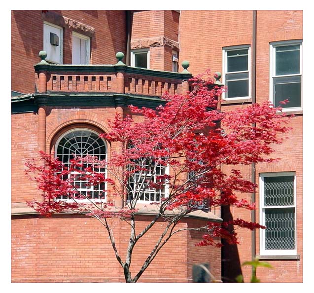 фото "Японский клен на заднем дворике" метки: архитектура, пейзаж, весна