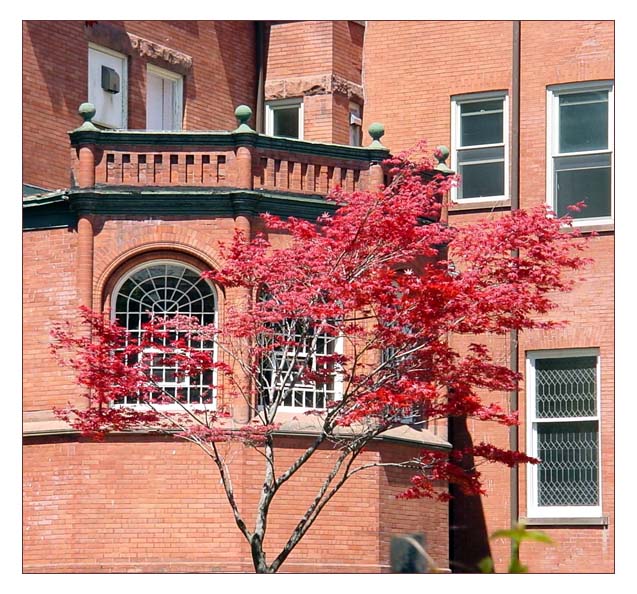 photo "A japanese maple in the patio" tags: architecture, landscape, spring