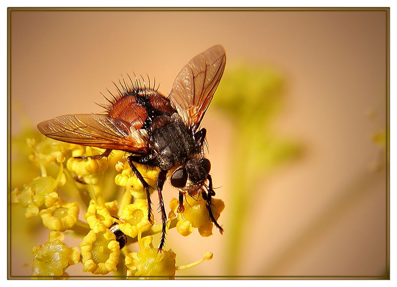 photo "FLY" tags: nature, 