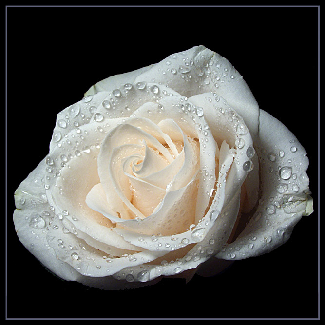 photo "White rose" tags: nature, macro and close-up, flowers