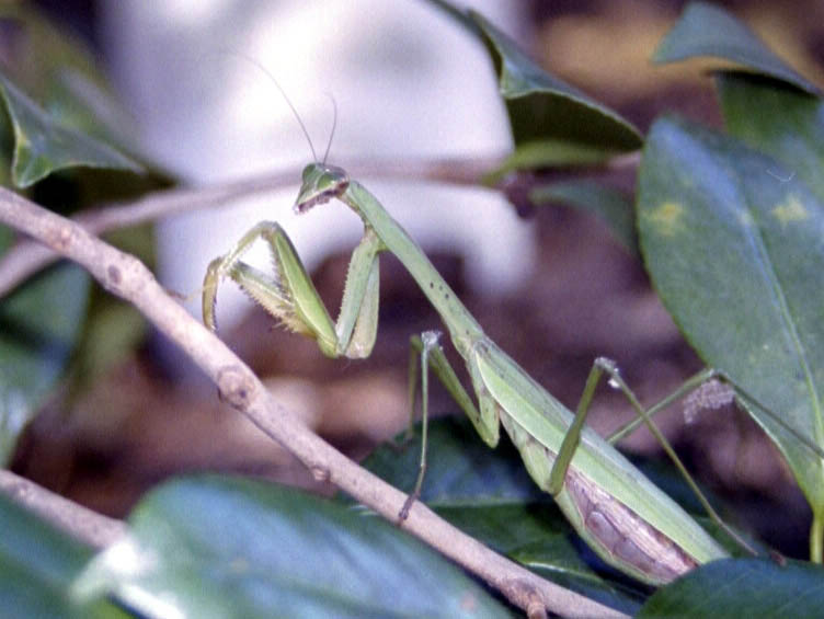 фото "Praying Mantis" метки: природа, насекомое