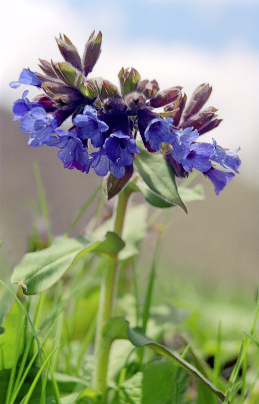 photo "Dark blue umbrella" tags: nature, macro and close-up, flowers