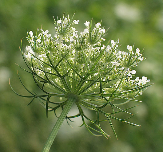 photo "Queen Anne`s Lace" tags: macro and close-up, nature, flowers