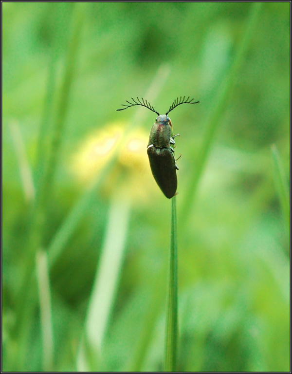 фото "FM" метки: природа, насекомое