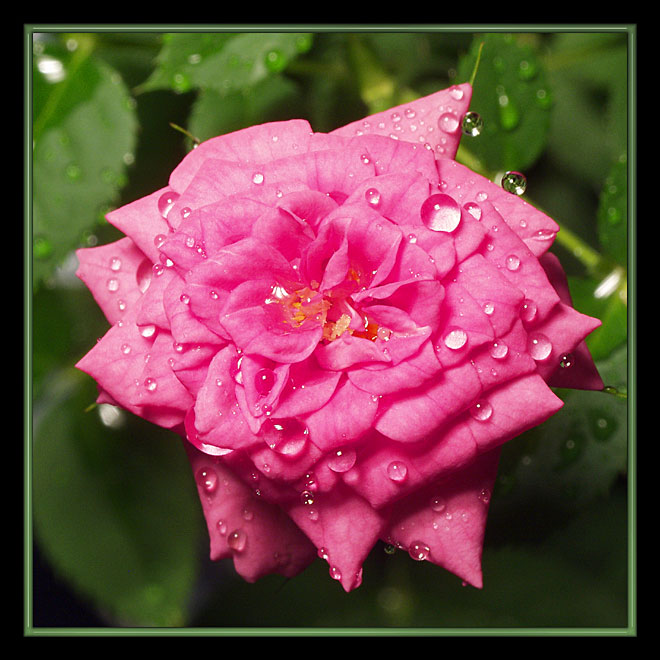 photo "tea-rose" tags: nature, macro and close-up, flowers