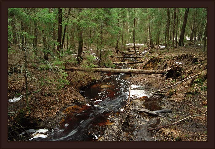 фото "Лесной Ручей" метки: пейзаж, вода, лес