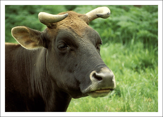 photo "The Cow" tags: portrait, nature, pets/farm animals