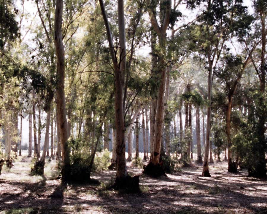 photo "Three Shot" tags: landscape, forest, summer