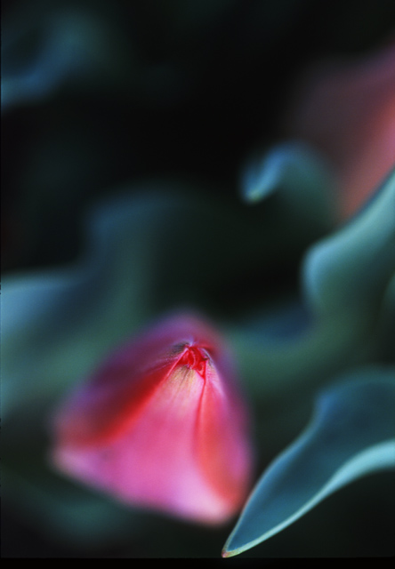 фото "Soft Nose" метки: макро и крупный план, природа, цветы