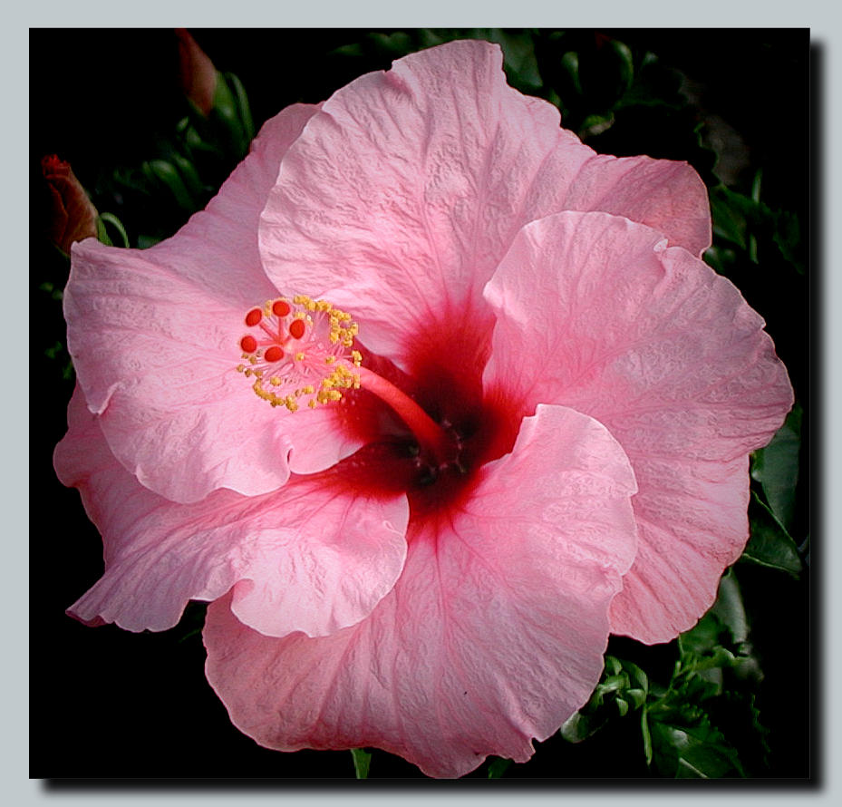 photo "Pink Frosting with Red Hots!" tags: nature, macro and close-up, flowers