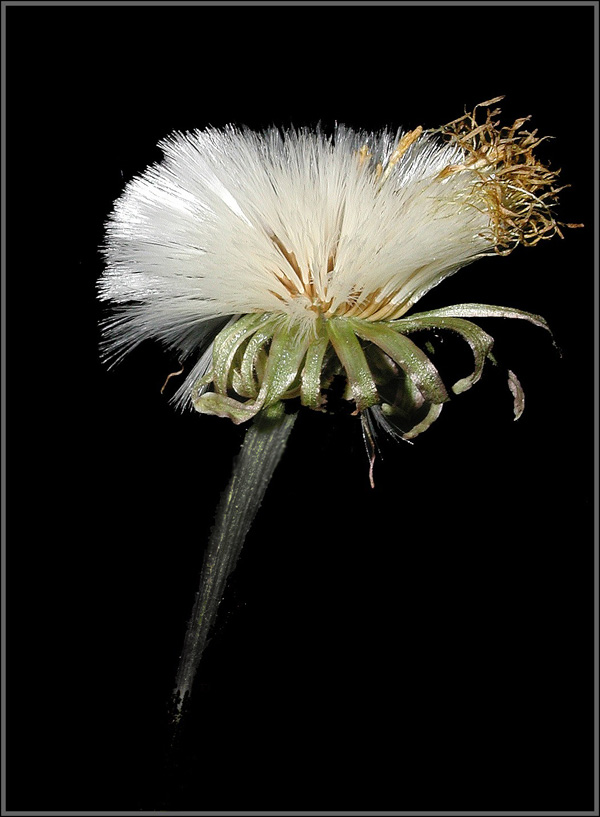 photo "Fuzz..." tags: nature, flowers