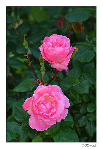 фото "Simply roses" метки: природа, цветы