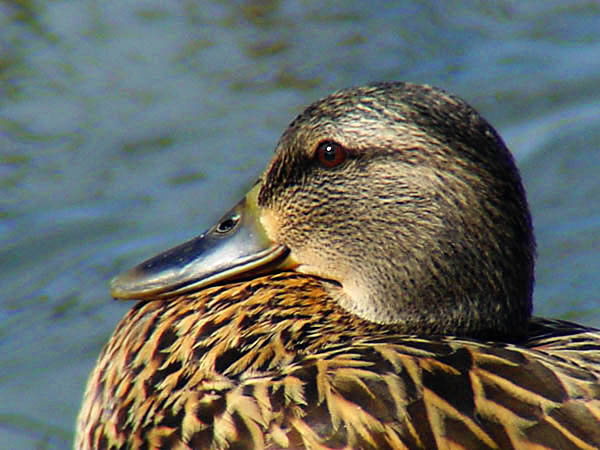 photo "Mallard Lady" tags: nature, wild animals