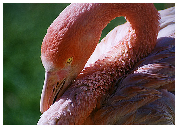 фото "Pink Flamingo" метки: природа, дикие животные