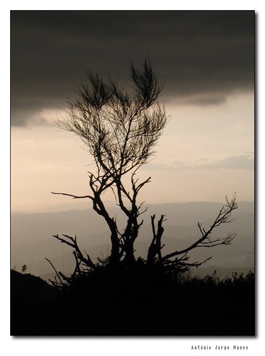 фото "Loneliness" метки: природа, пейзаж, горы, цветы