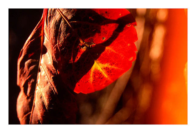 photo "Fire leaves." tags: macro and close-up, misc., 