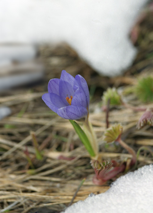 photo "May snowdrop" tags: nature, macro and close-up, flowers