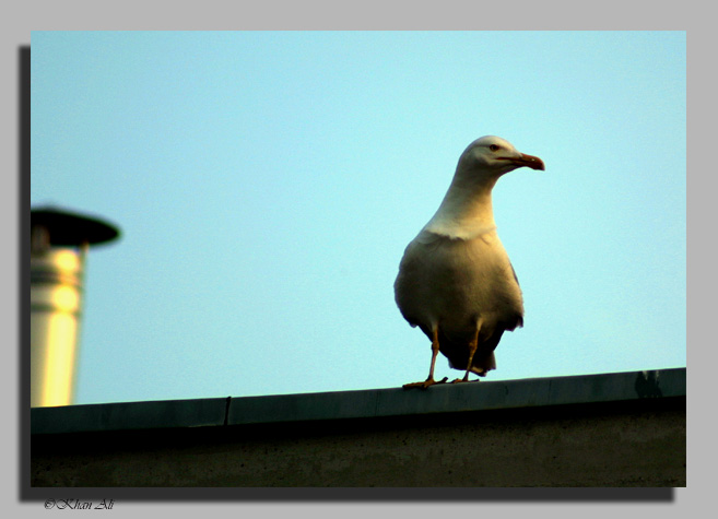 photo "Memoirs.. On a decline of day" tags: nature, wild animals